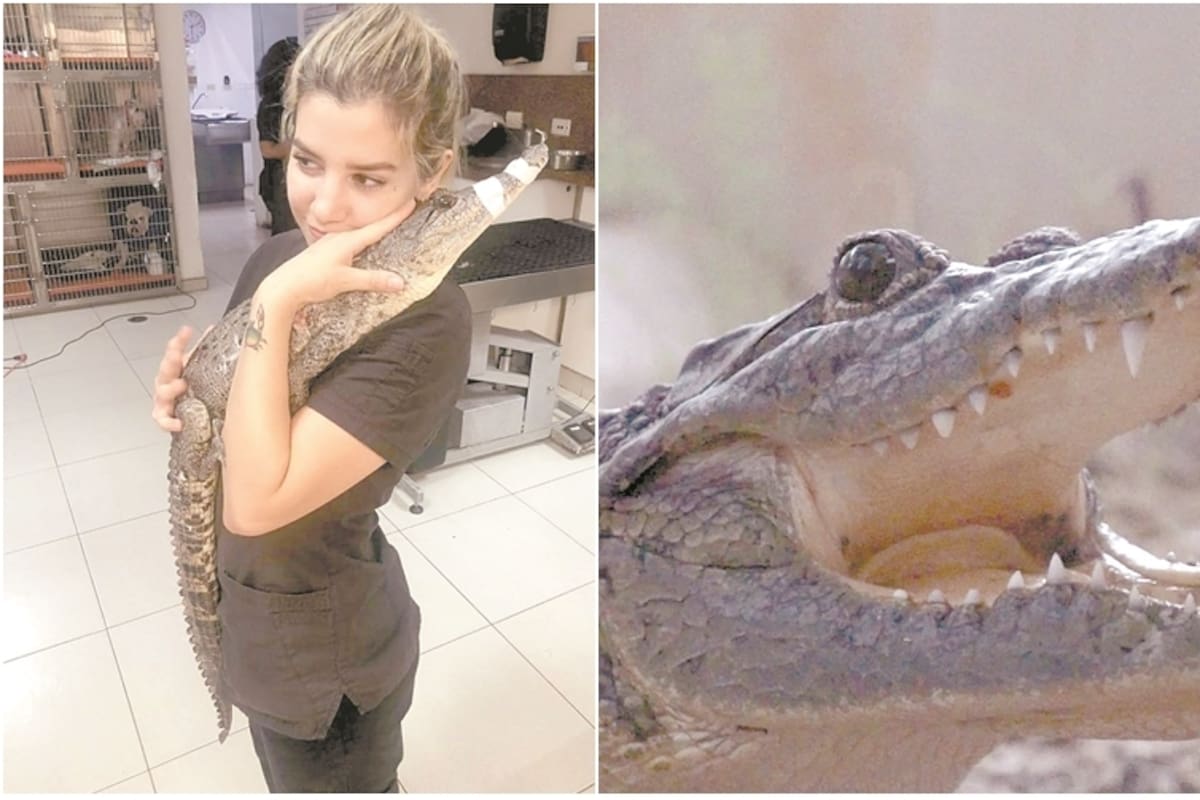 Lola la cocodrilo, un regalo muy peculiar