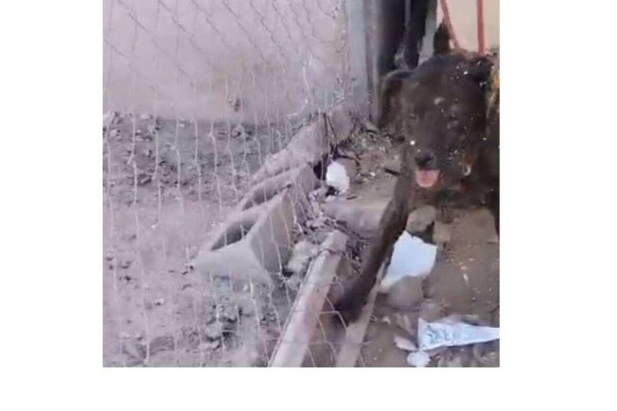 Bomberos rescatan a perro atorado entre domicilios