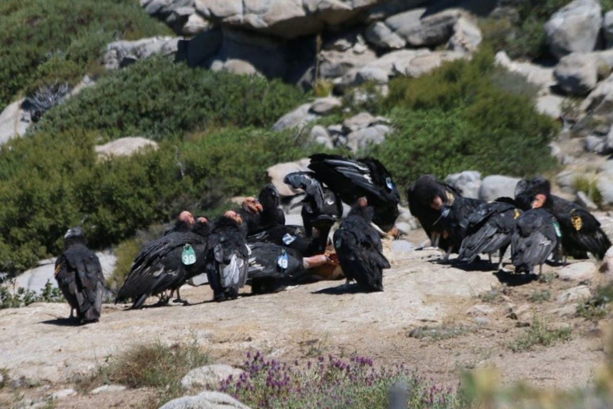 San Pedro Mártir cuenta con 52 ejemplares del Condor de California