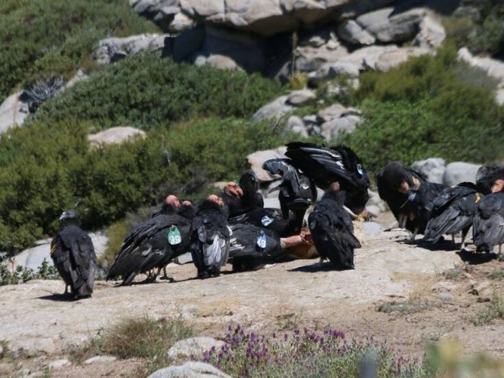 San Pedro Mártir cuenta con 52 ejemplares del Condor de California