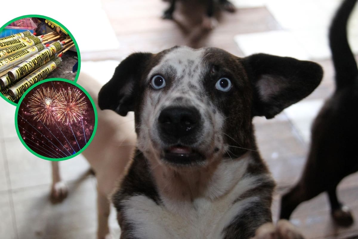 Cómo proteger a las mascotas durante las fiestas decembrinas en Tijuana