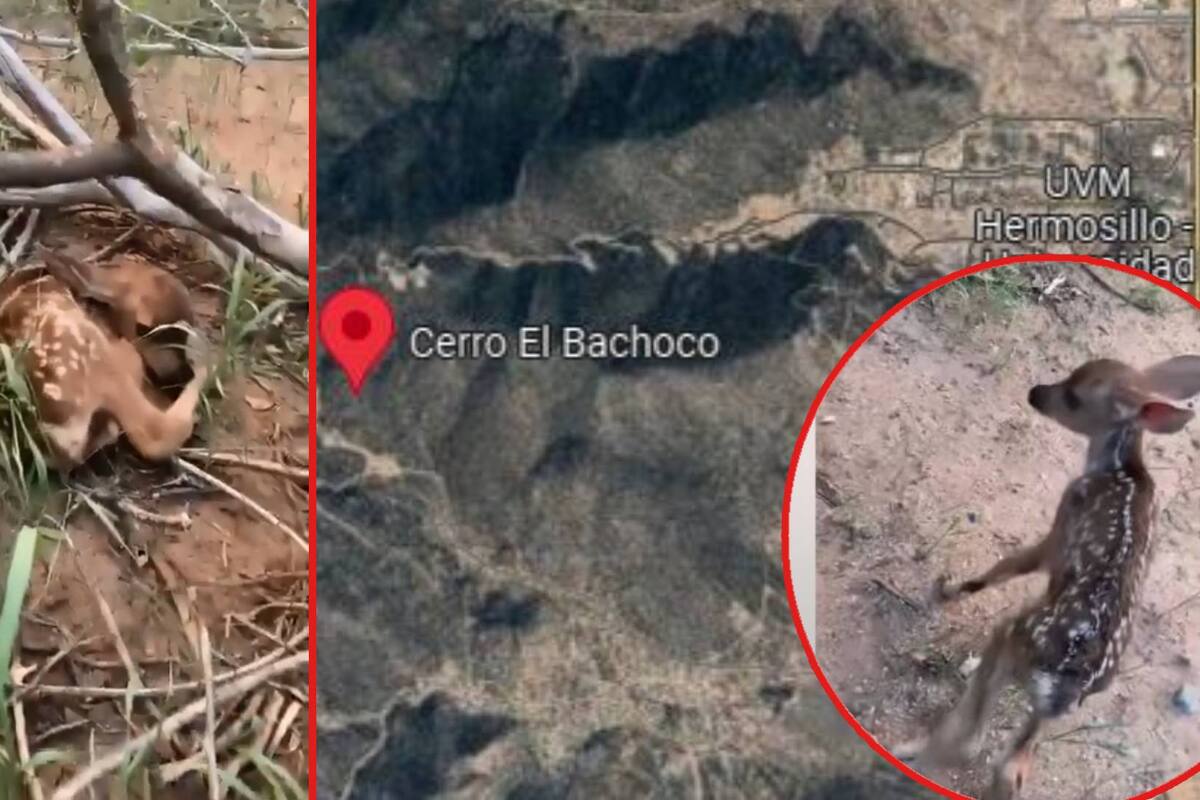 Reportan avistamiento de crías de venado en Cerro Bachoco; volarán dron este miércoles para confirmar