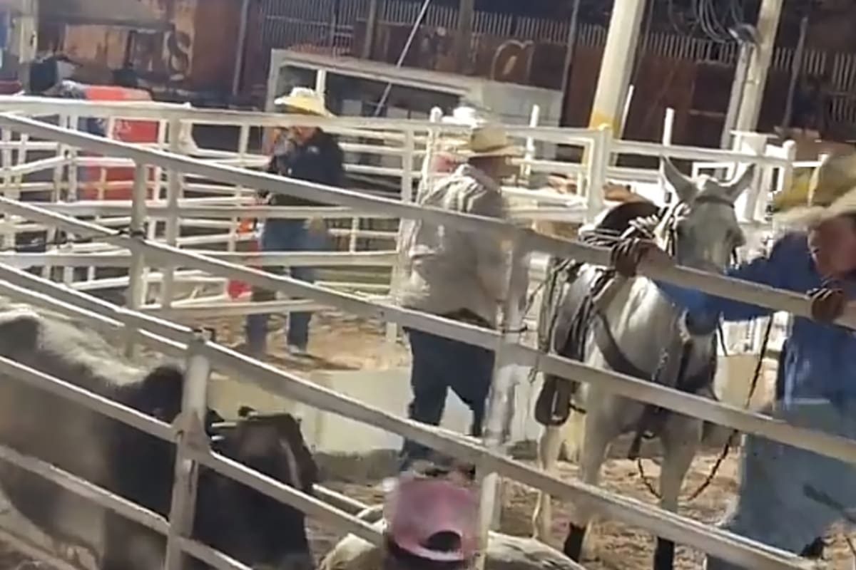 Inspeccionarán rodeos de las Fiestas del Sol tras denuncias de presunto maltrato animal