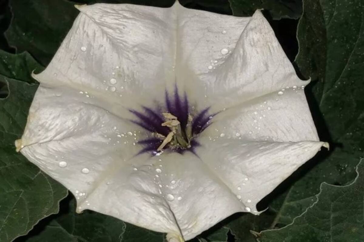 Toloache, la poderosa planta del amor que también es peligrosa