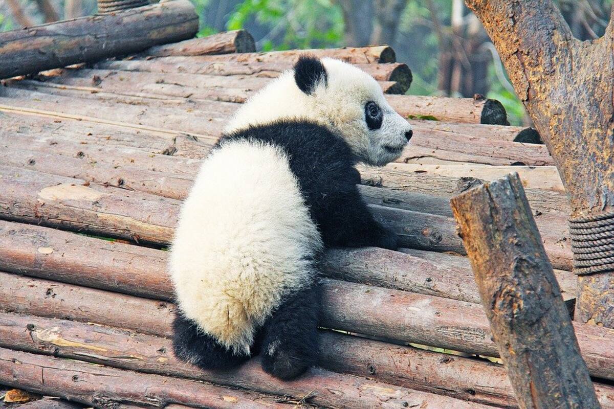Nacen osos panda mellizos