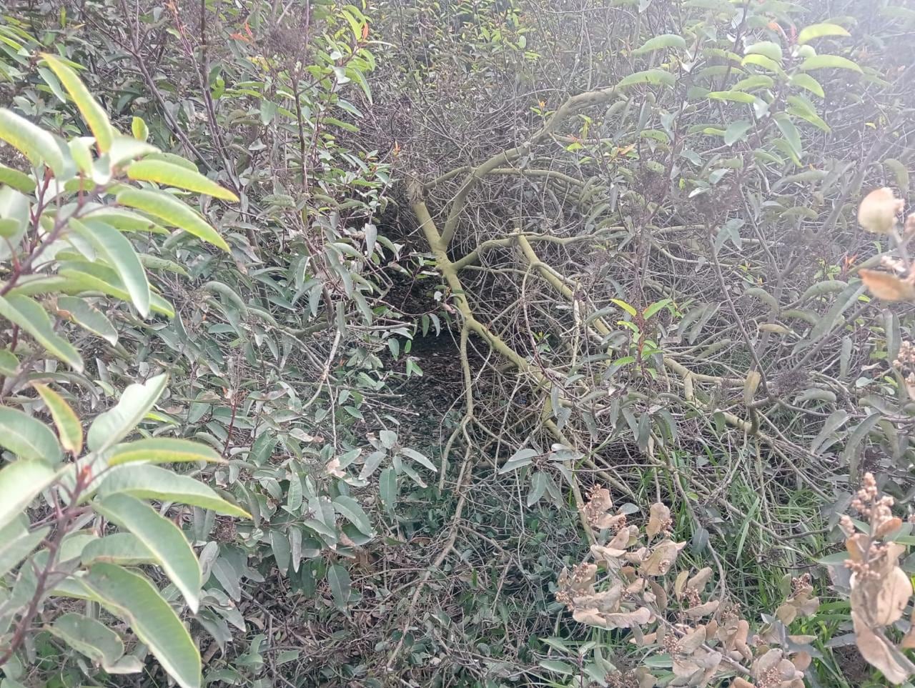 El reporte fue recibido a las 13:38 horas y el lugar quedó bajo resguardo antes de ser entregado a la Agencia Estatal de Investigación para las diligencias correspondientes. Foto: Cortesía