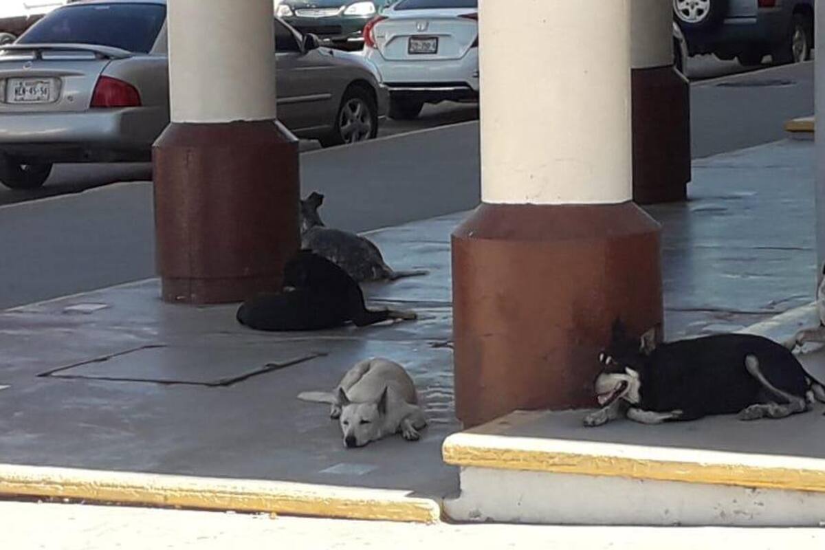 Buscan controlar problema de perros callejeros en Navojoa