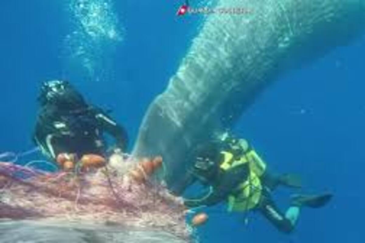 Buzos liberan a ballena atrapada
