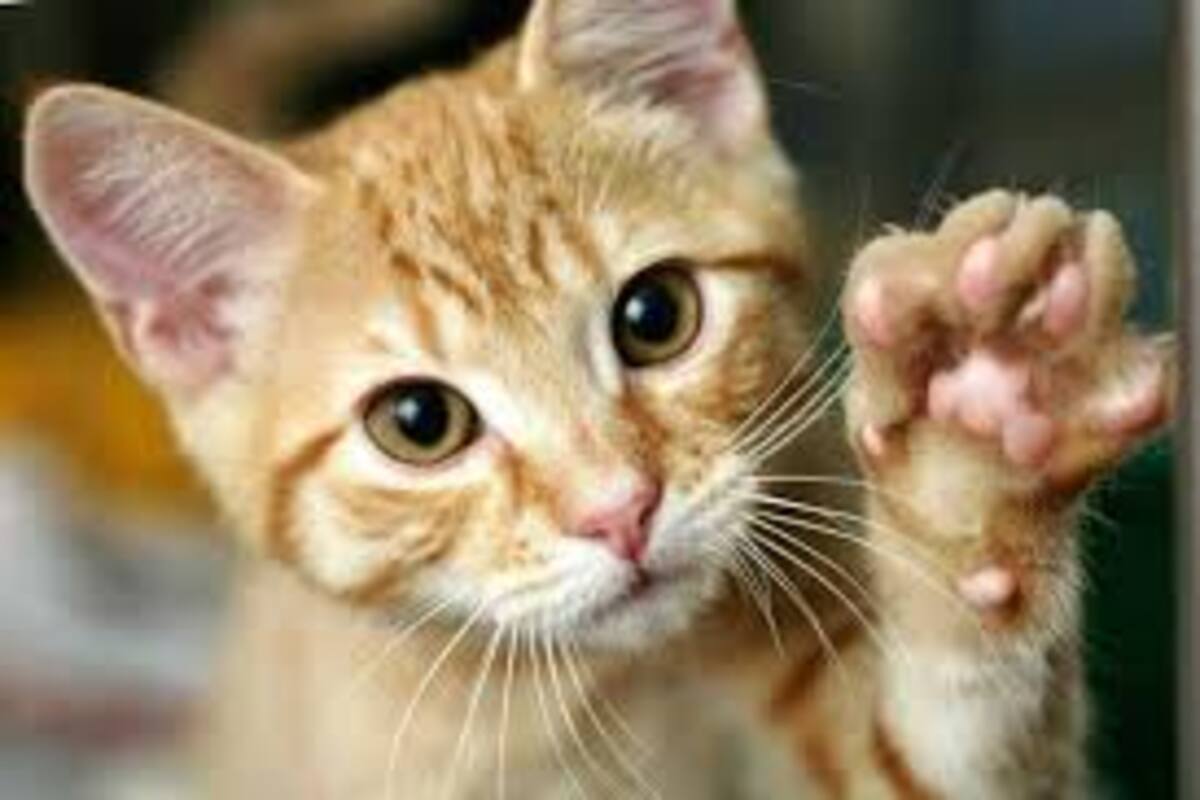 Gato desaparece bajo la sotana de un sacerdote
