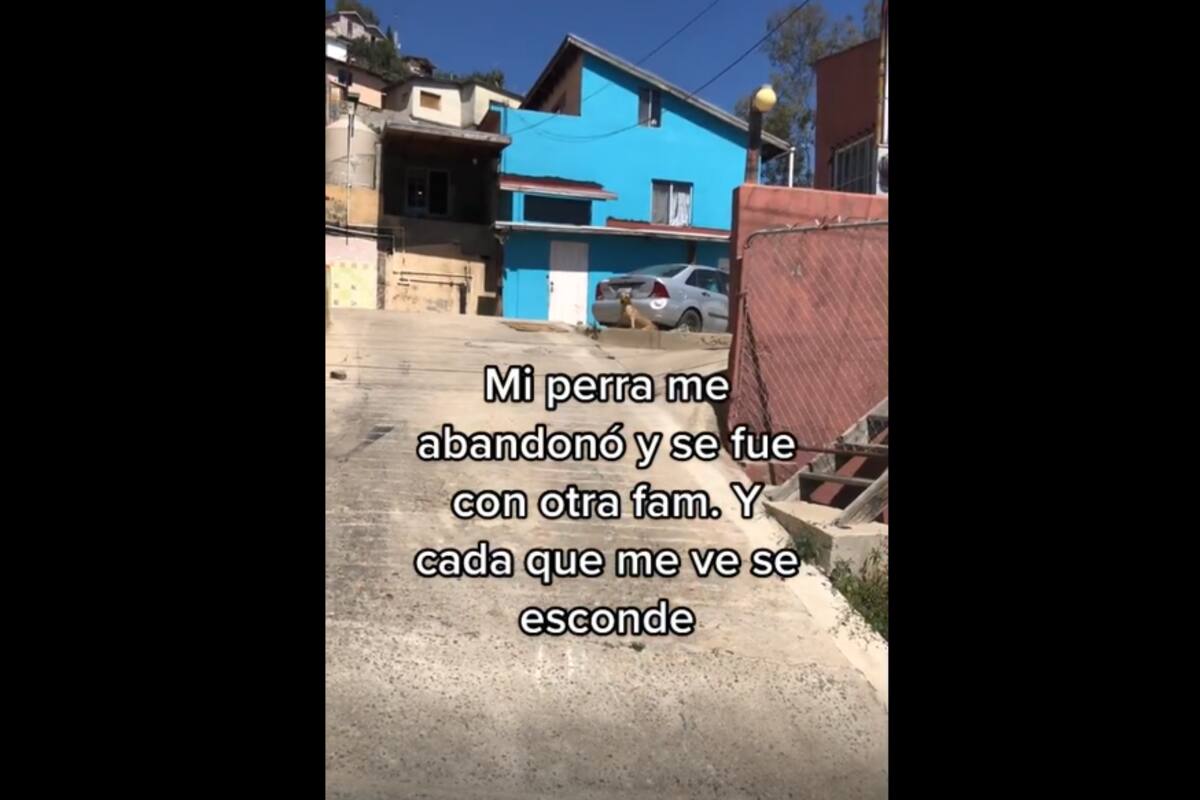 TIKTOK VIRAL: Perrita se va de su casa para irse con otra familia y se esconde cada vez que ve a quien era su dueña