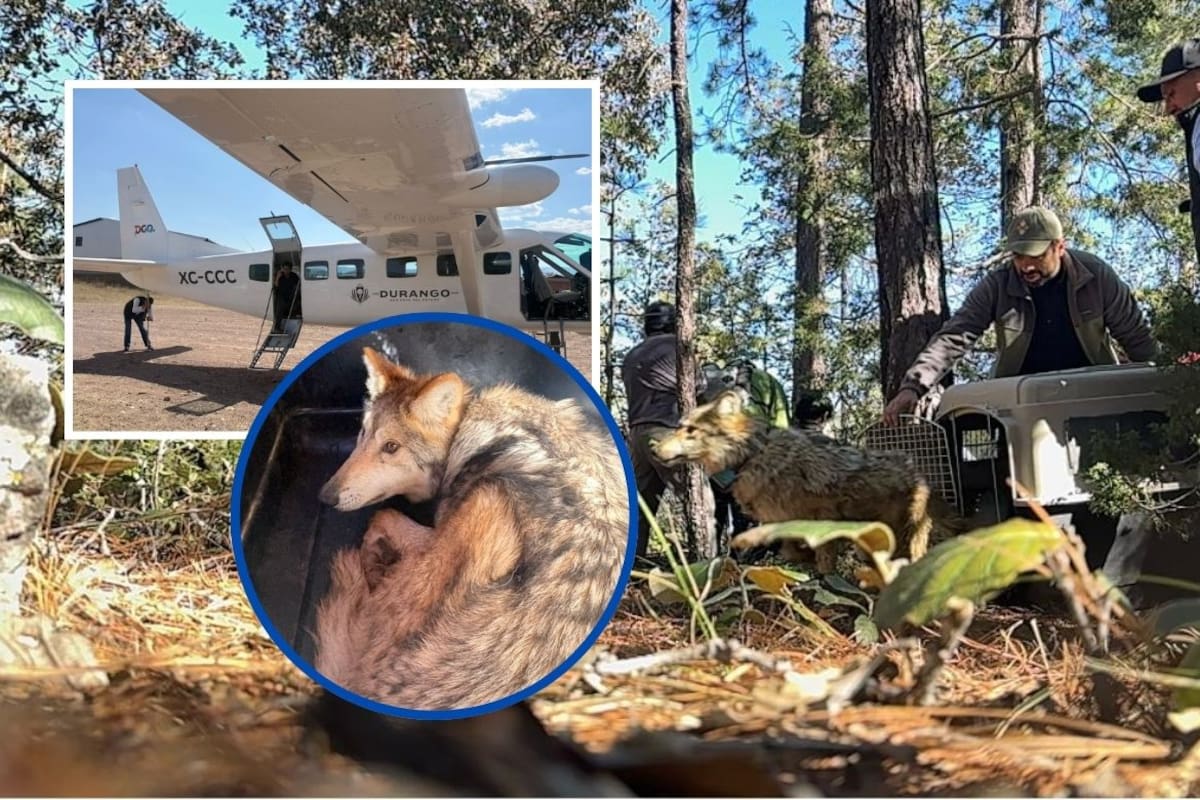 Lobo mexicano regresa a Durango después de 50 años: liberan cuatro ejemplares en la Sierra Madre Occidental