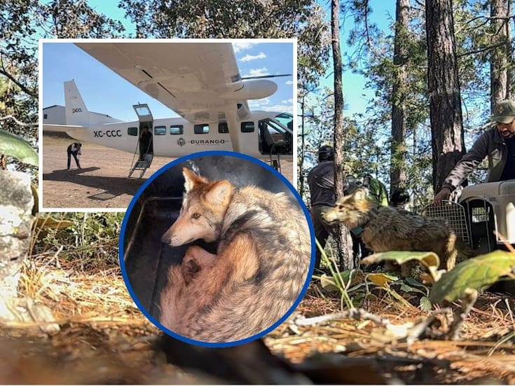 Lobo mexicano regresa a Durango después de 50 años: liberan cuatro ejemplares en la Sierra Madre Occidental