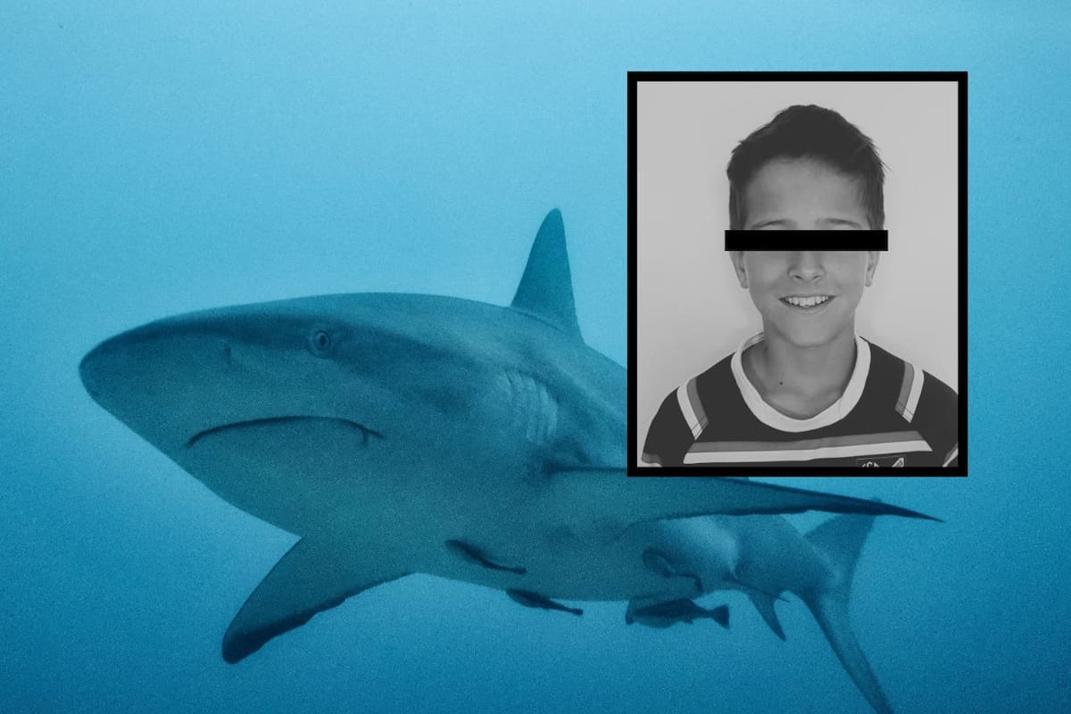 Muere niño de 12 años atacado por tiburón en Sídney tras un fin de semana de múltiples incidentes