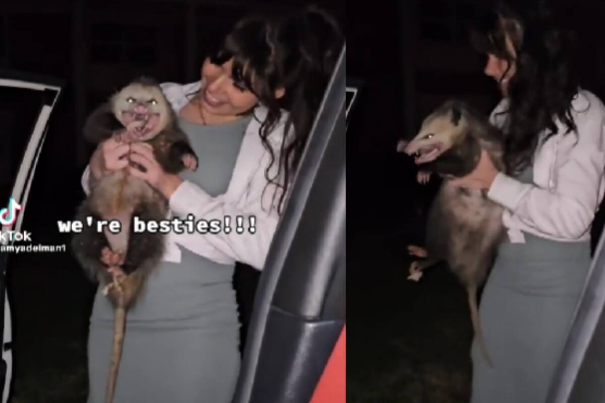 Un joven se encuentra a un tlacuache en medio de la carretera y decide cargarlo