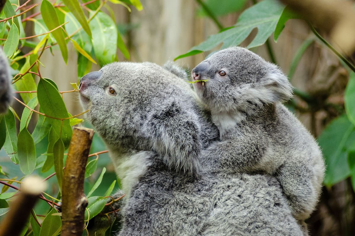 Animales herbívoros ¿Qué comen y cuáles son sus características?
