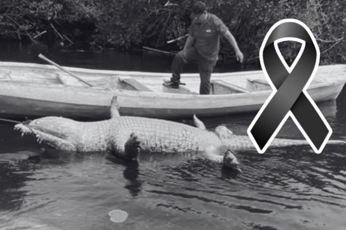 Murió “Lucho”, el cocodrilo más longevo de La Ventanilla: Profepa investiga causas y sepulta al ejemplar en playa de Oaxaca