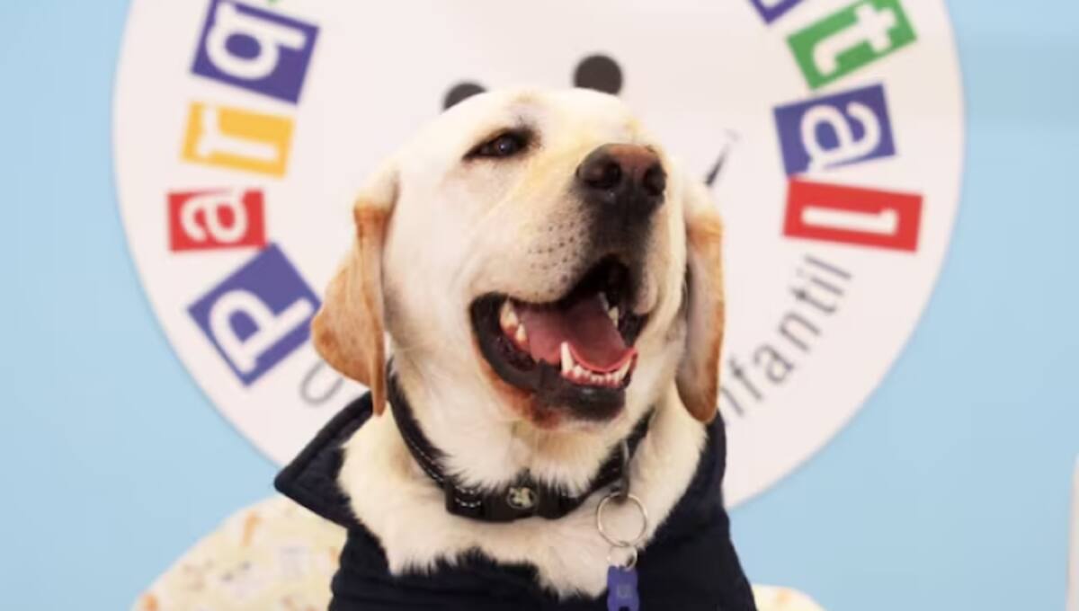 Aldo, el primer perro asistente dental de Ecuador, brinda apoyo emocional a niños en el Centro de Odontología Infantil Parque Dental en Quito, haciendo las visitas al dentista más agradables.