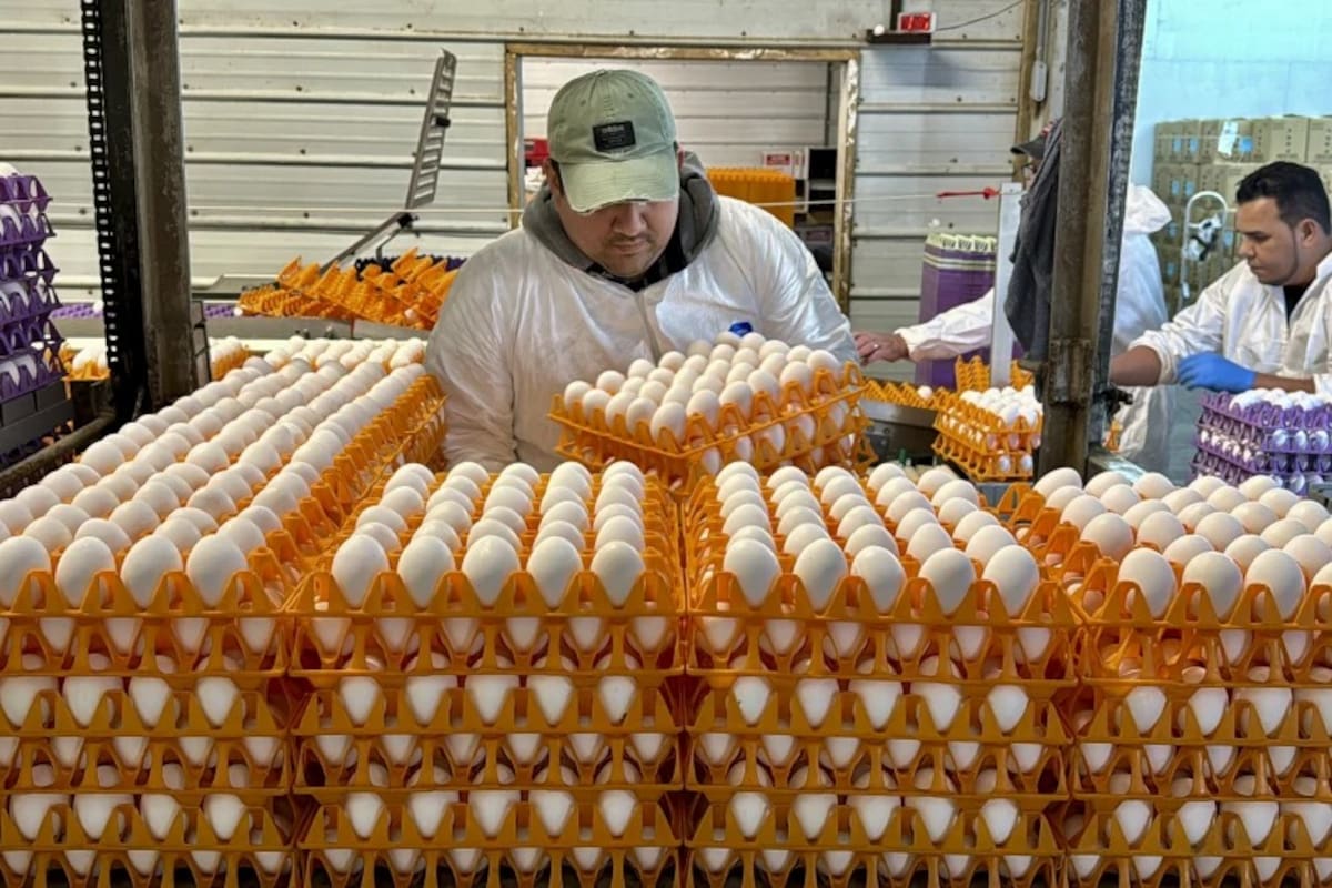 Gripe aviar: Segunda ola de brotes afecta a millones de aves en granjas de California