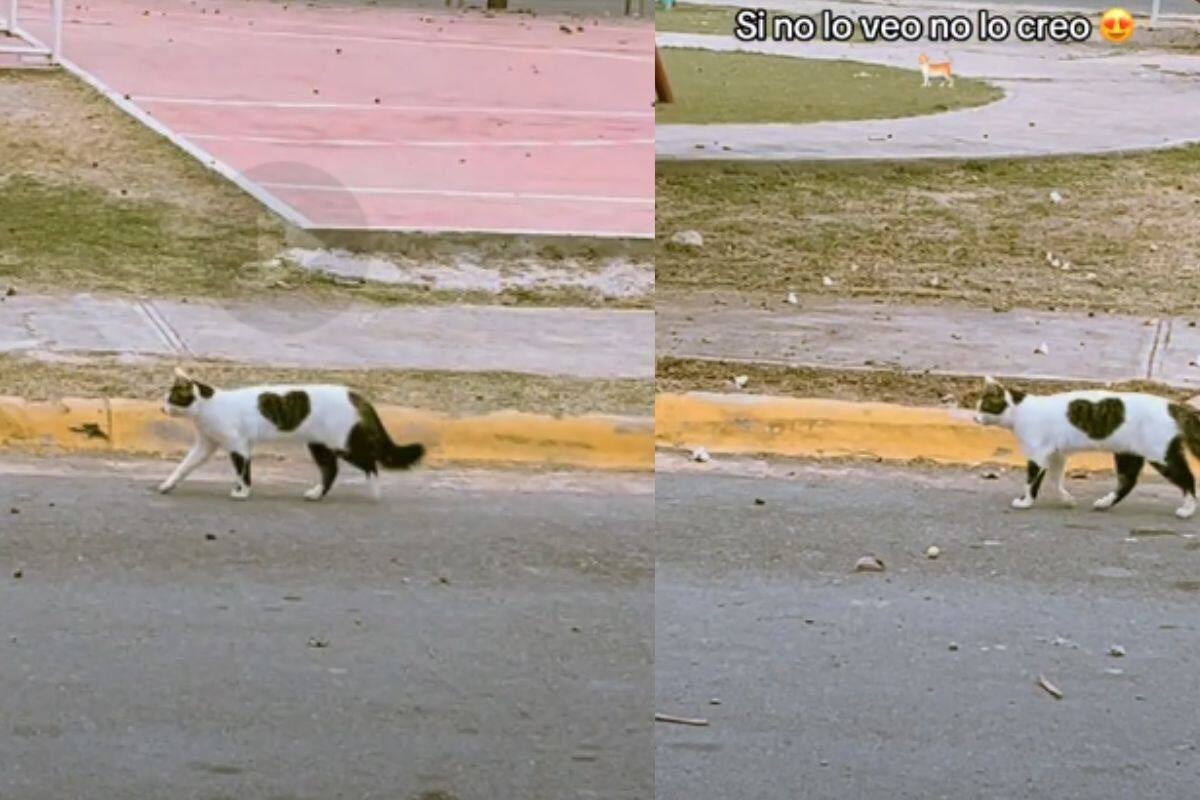 Se viraliza un gato con una mancha en forma de corazón