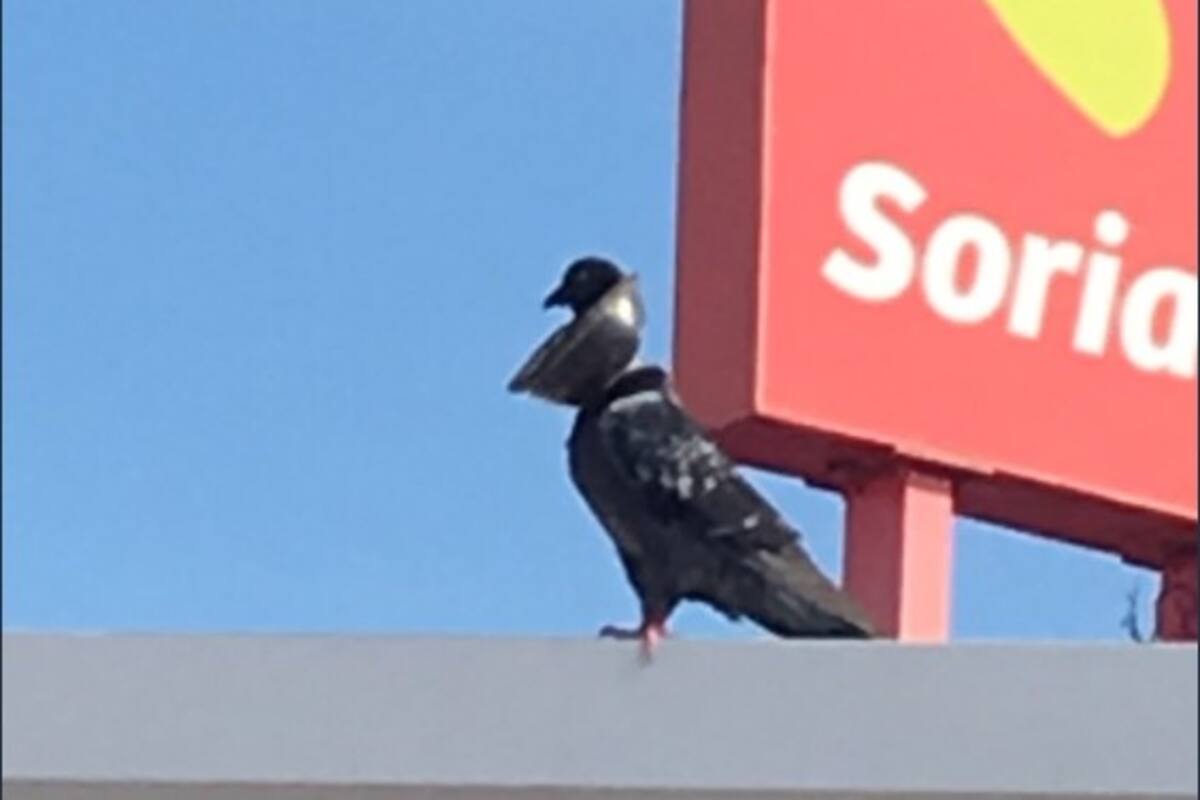 Llaman a no arrojar basura a las calles