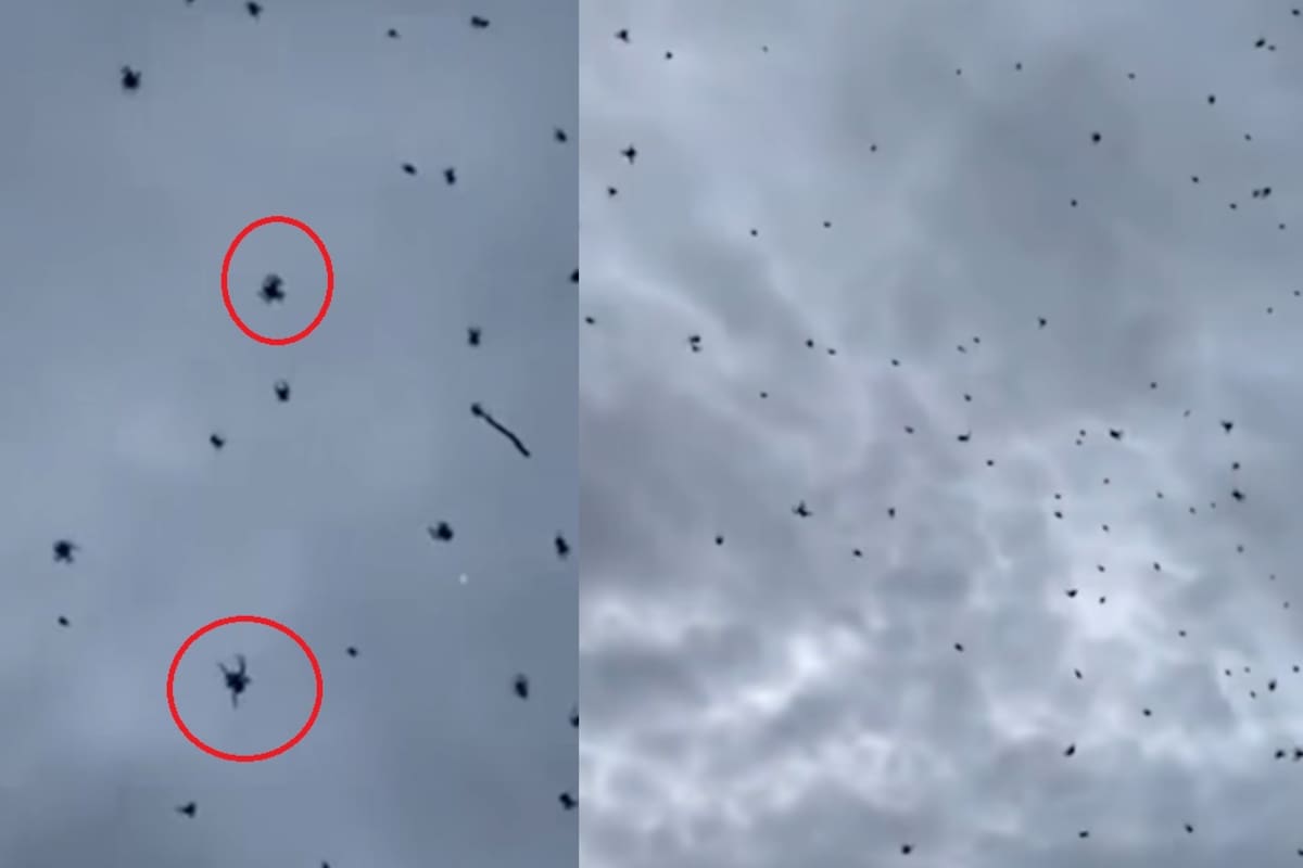 ¡Impactante! Lluvia de arañas sorprende en Brasil