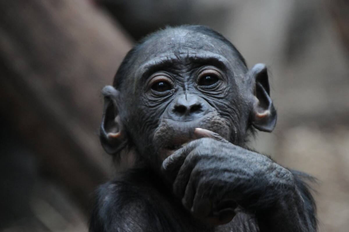 ¿Cuales son los primates más cercanos al humano?