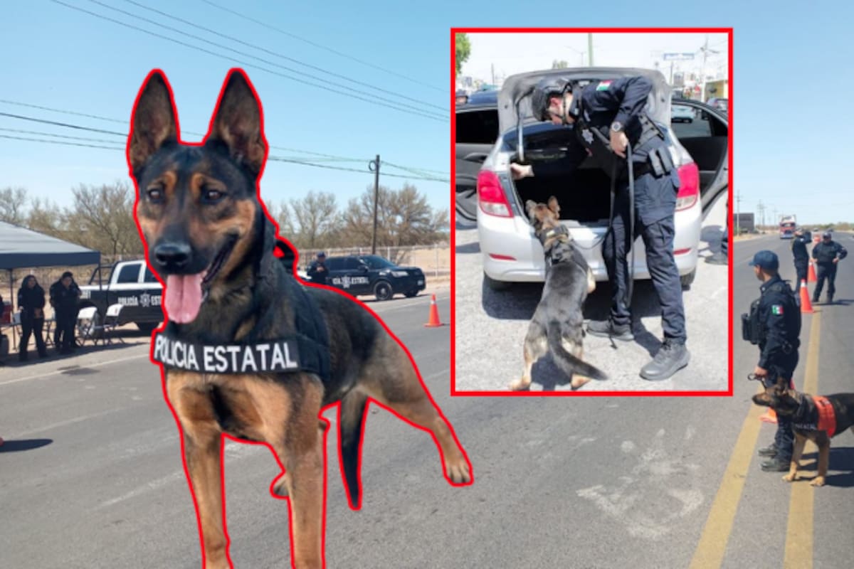 Cuenta Gobierno del Estado con Unidad Especializada K-9