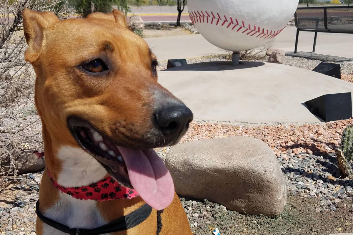 Si no cuidas bien a tu mascota, podrán sancionarte