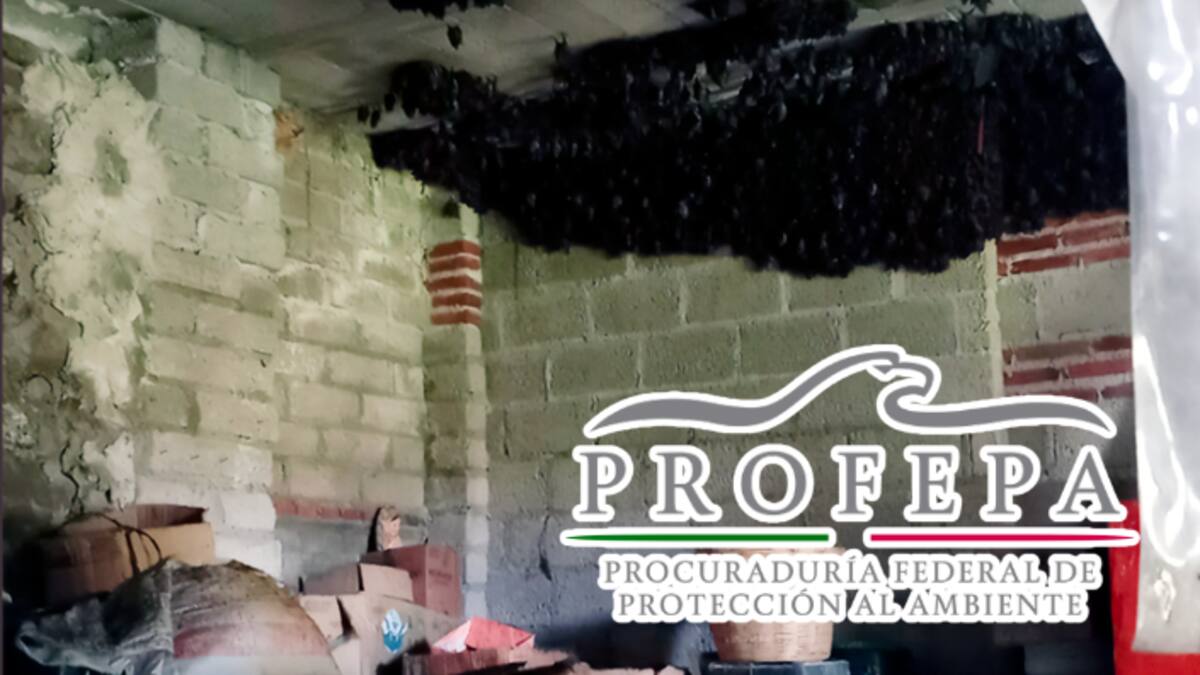 Más de 2,000 murciélagos invaden casa en Tlaxcala: autoridades capacitan a familia para convivir con ellos hasta octubre