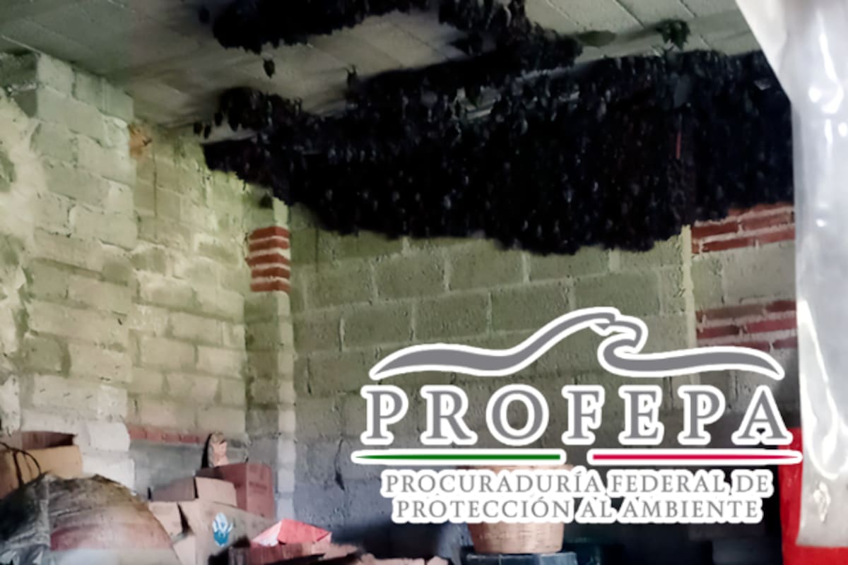 Más de 2,000 murciélagos invaden casa en Tlaxcala: autoridades capacitan a familia para convivir con ellos hasta octubre