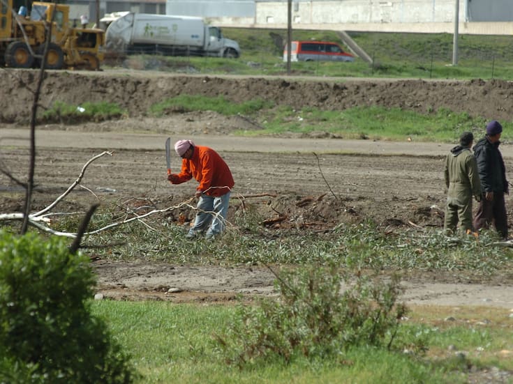 Llama Nación Verde a evitar tala de árboles
