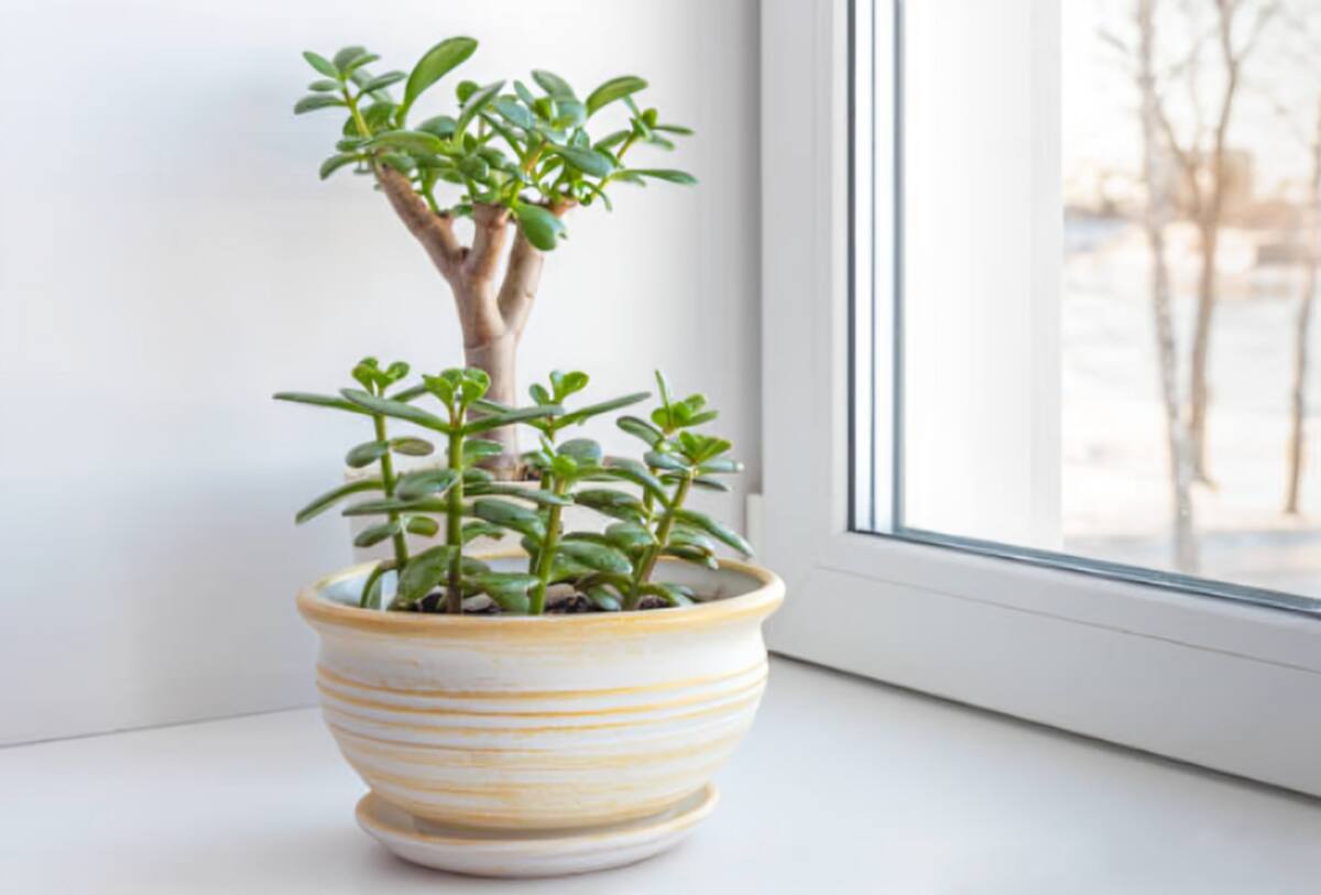 Árbol de jade: qué significa que te lo regalen y por qué es considerado el amuleto del dinero | Foto: Especial