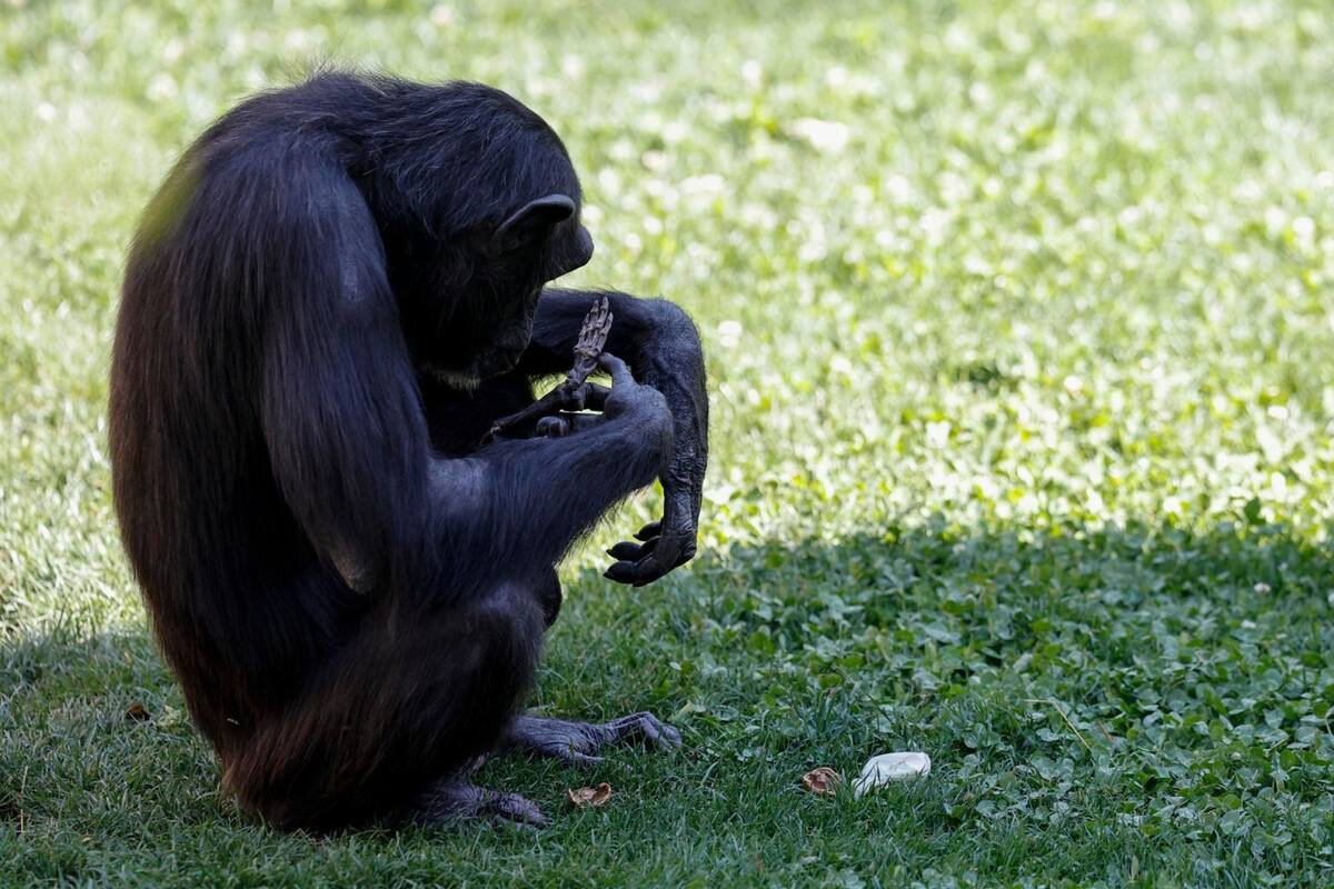 Chimpancé suelta el cuerpo sin vida de su cría luego de cargarlo durante siete meses; cuidadores decidieron respetar el proceso de duelo de la madre