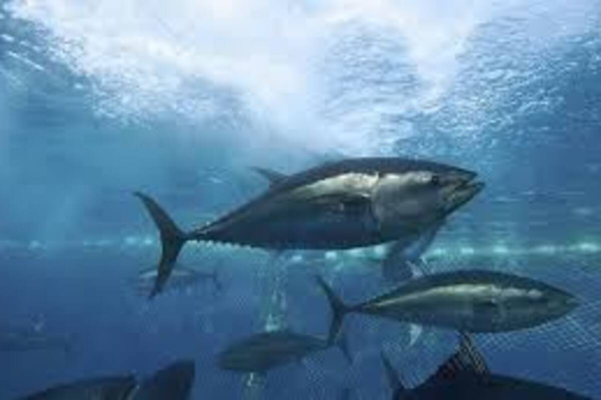Fotografían a los peces más caros del mundo