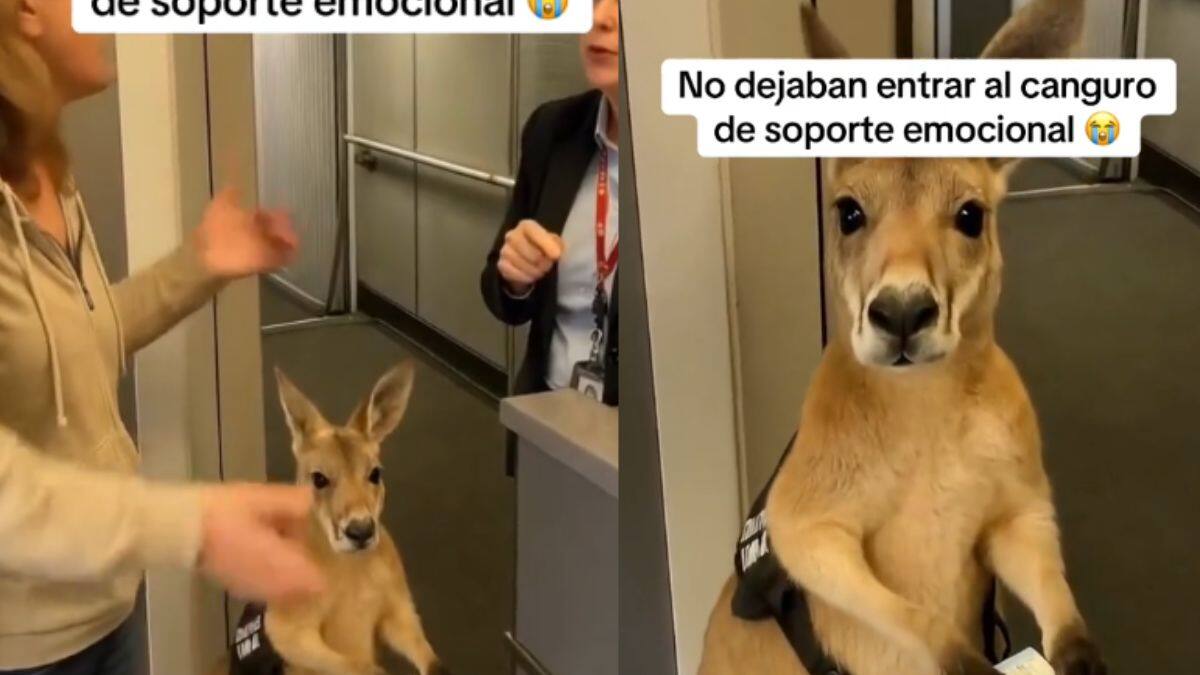 Niegan abordaje a canguro de ‘apoyo emocional’; la verdad detrás del video viral
