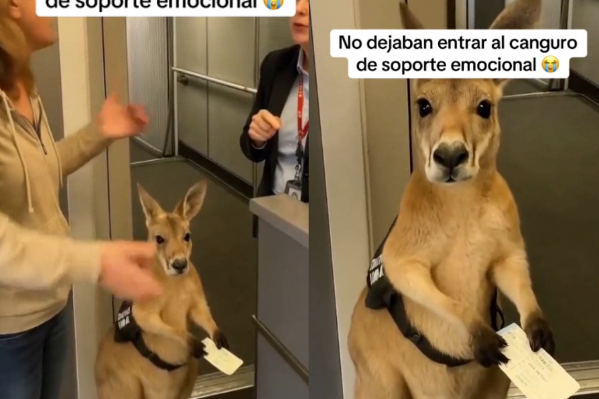 Niegan abordaje a canguro de ‘apoyo emocional’; la verdad detrás del video viral