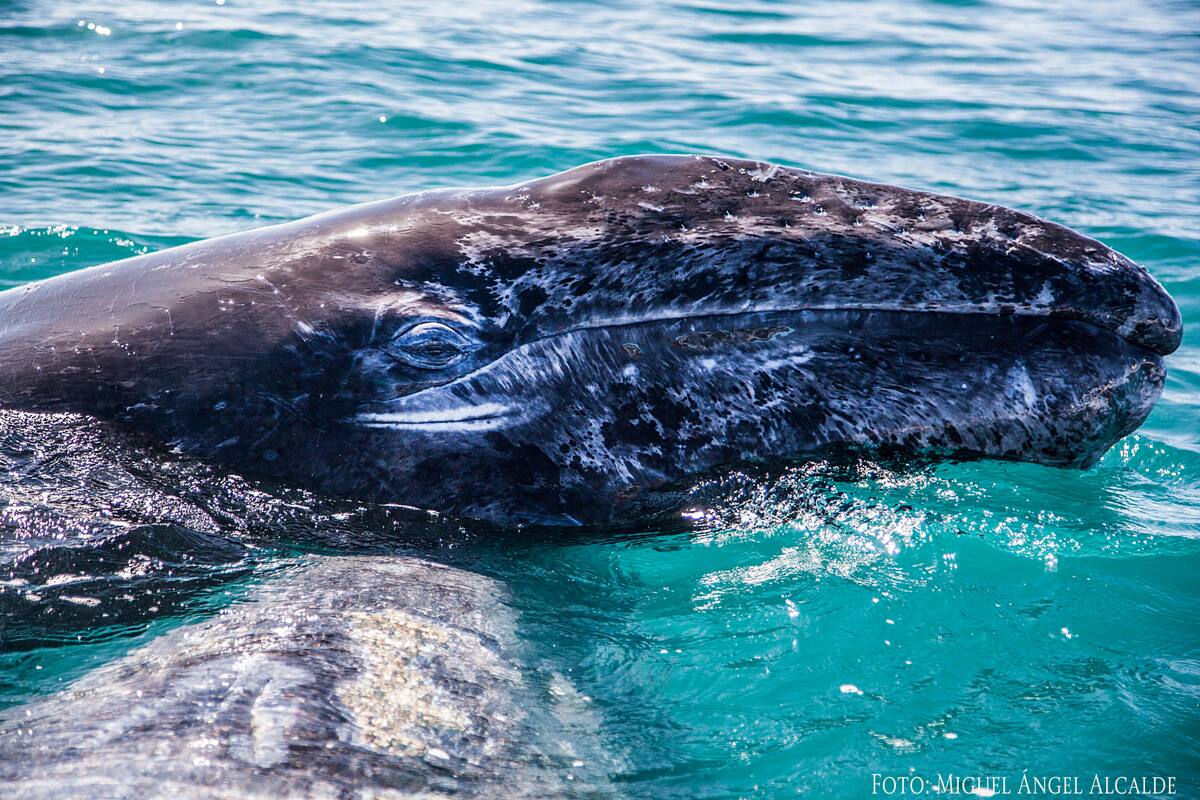 Ámbar gris: la caca de cachalote que vale su peso en oro