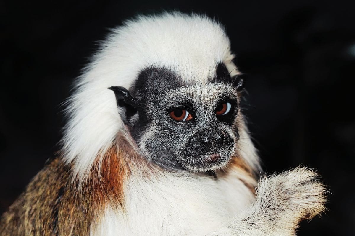 Changuitos Tití se llaman por su nombre, reveló estudio