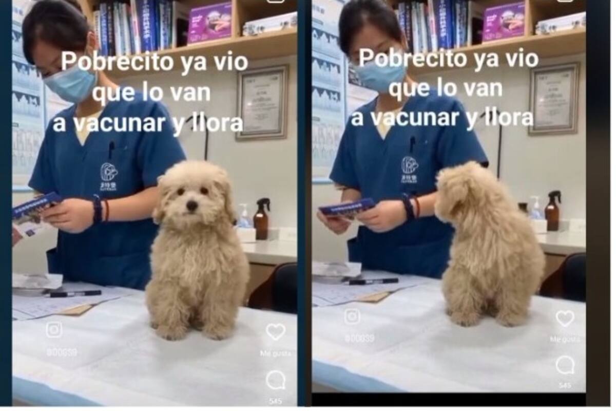 Perrito llora al ver que lo van a vacunar