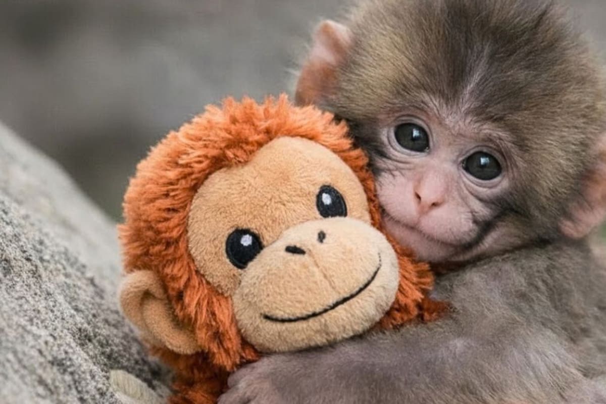 ¿Sientes ansiedad? La historia de Punch y cómo un “objeto de consuelo” puede salvar tu salud mental