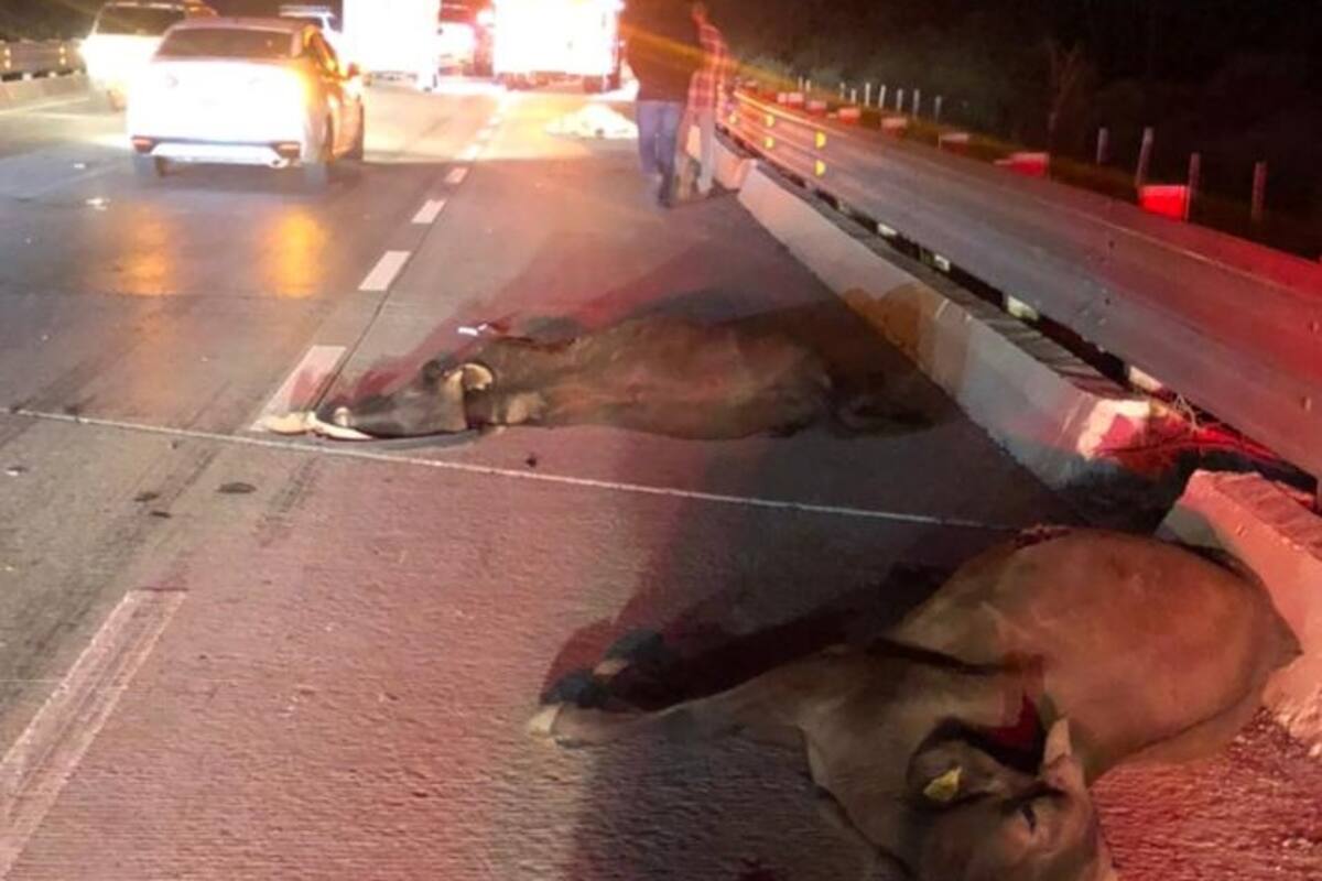 ¡Se le salen las vacas!: Choque carretero cerca de Bacabachi