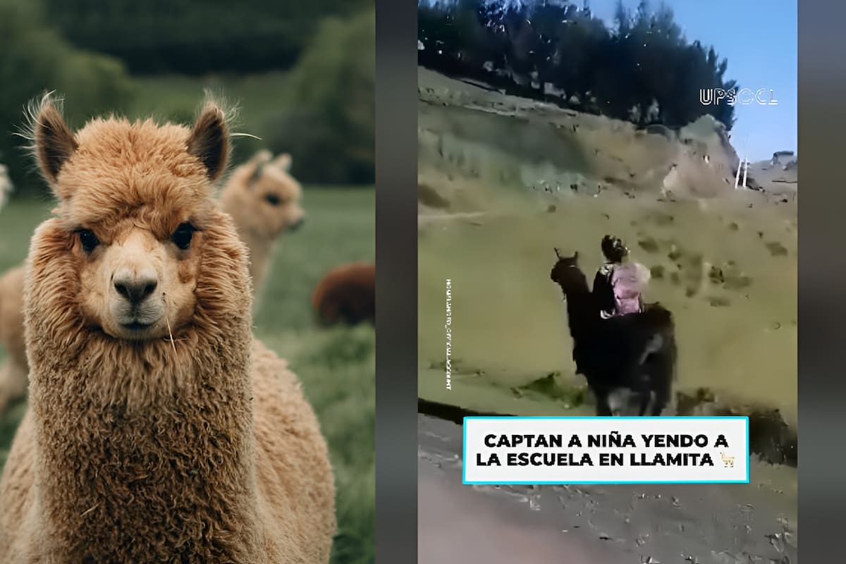 Niño es captado yendo a la escuela montado en una llama