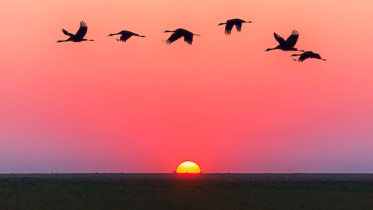 México refuerza vigilancia por llegada de aves migratorias como medida ante virus de influenza aviar