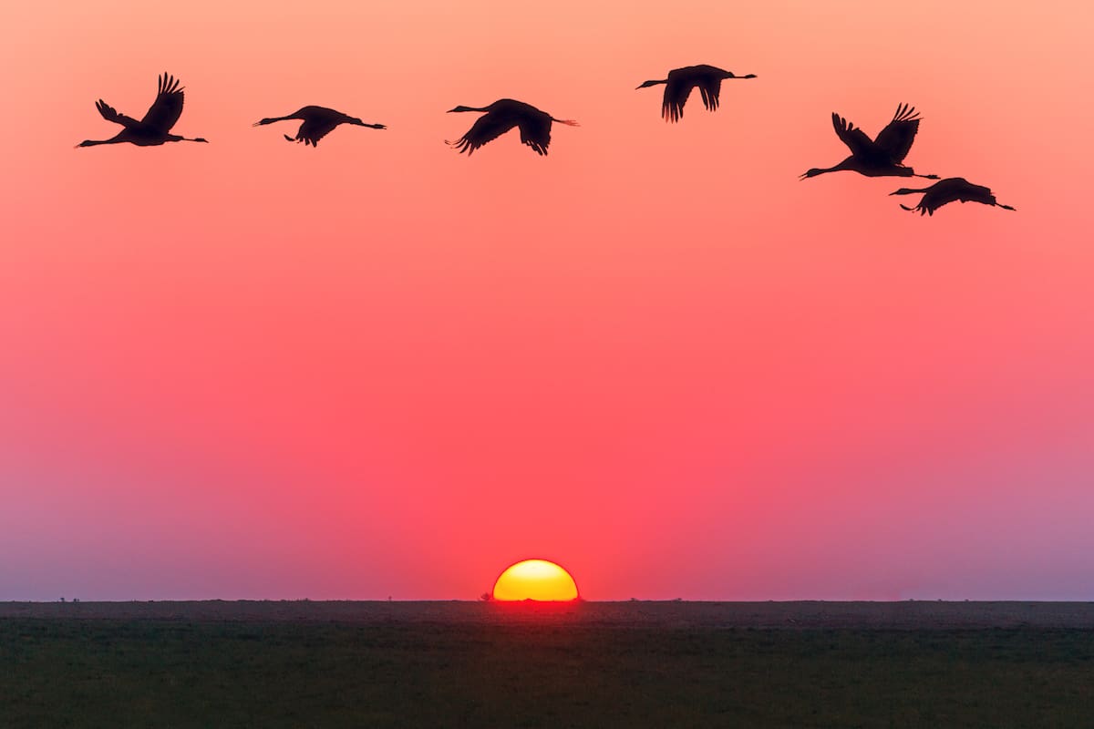 Los pájaros se están comportando de manera extraña, esto podría tener graves implicaciones para la humanidad