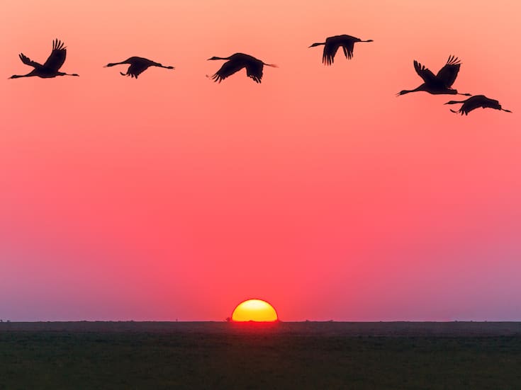 México refuerza vigilancia por llegada de aves migratorias como medida ante virus de influenza aviar