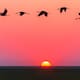 México refuerza vigilancia por llegada de aves migratorias como medida ante virus de influenza aviar