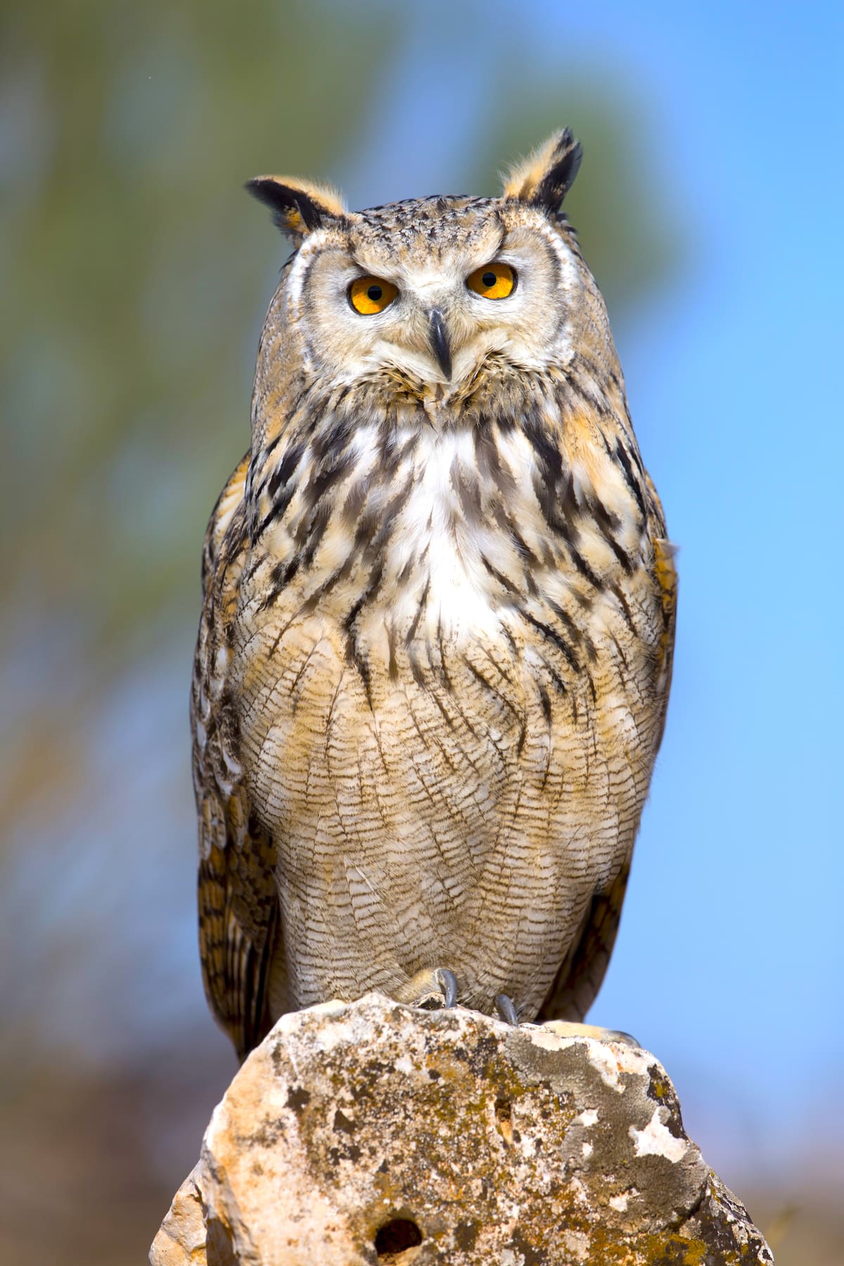 Imagen tomada de Wikipedia