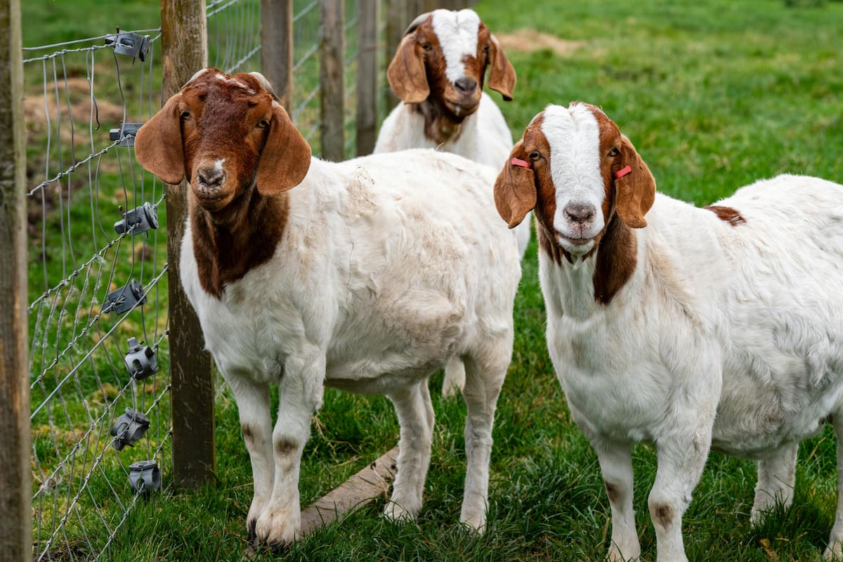 Las cabras también tienen acento: lo que esto dice sobre su inteligencia