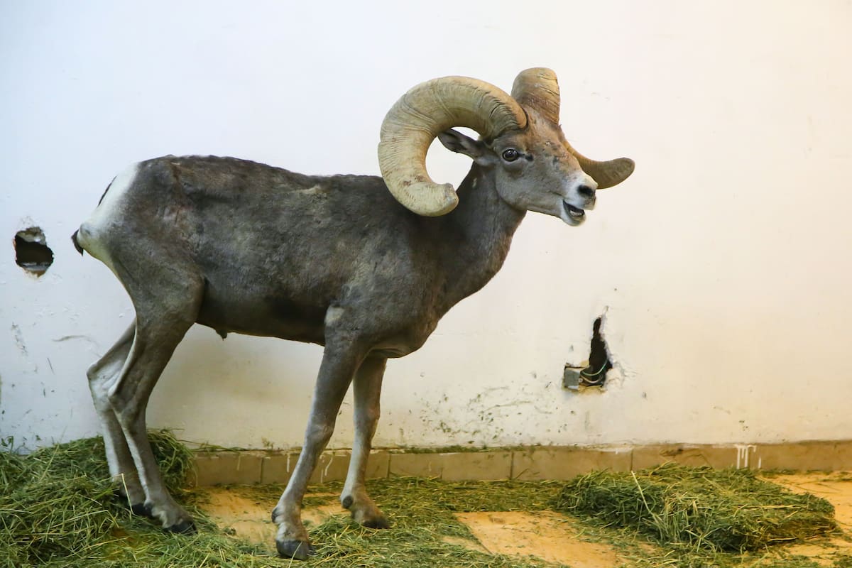 Preserva UABC vida del Borrego Cimarrón