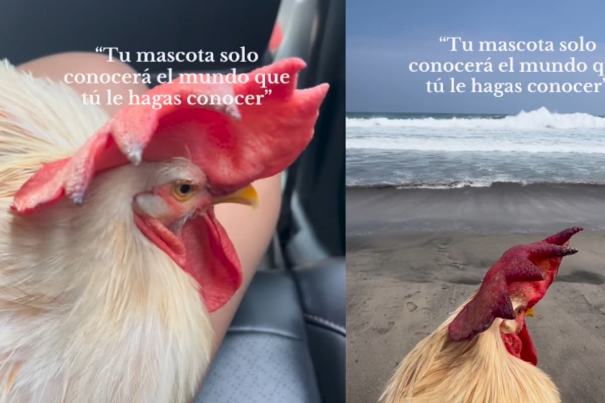 Lleva a su gallo a conocer la playa… y se vuelve viral: “Tu mascota solo conocerá el mundo que tú le hagas conocer”